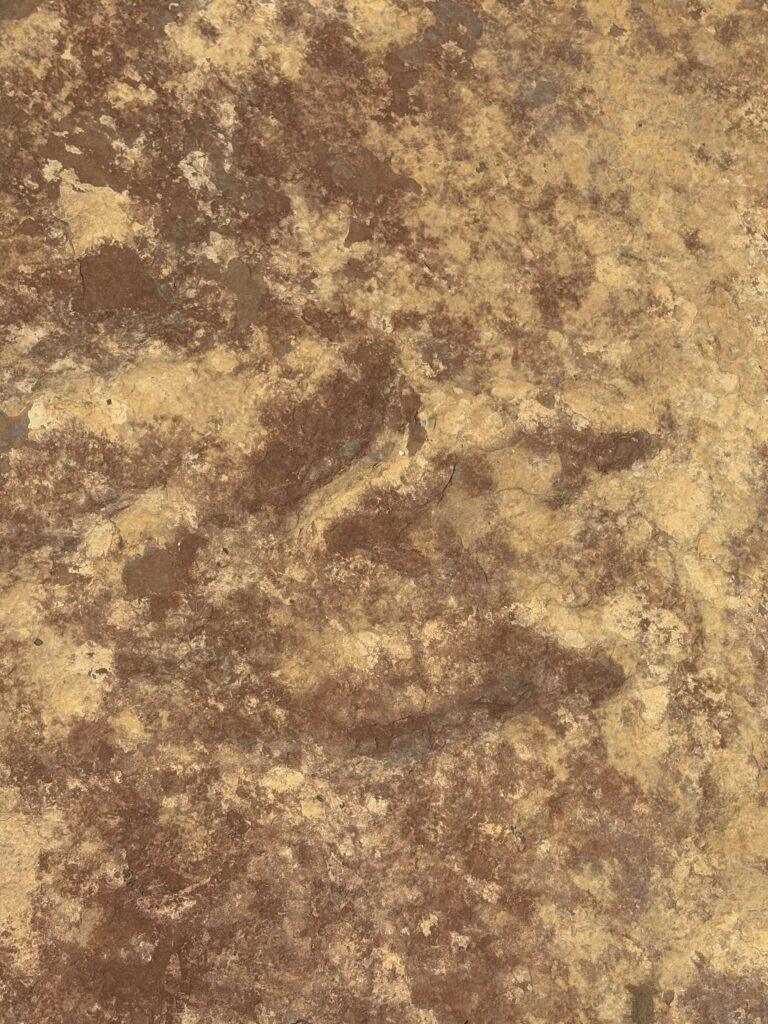 Red Fleet Dinosaur Trackway