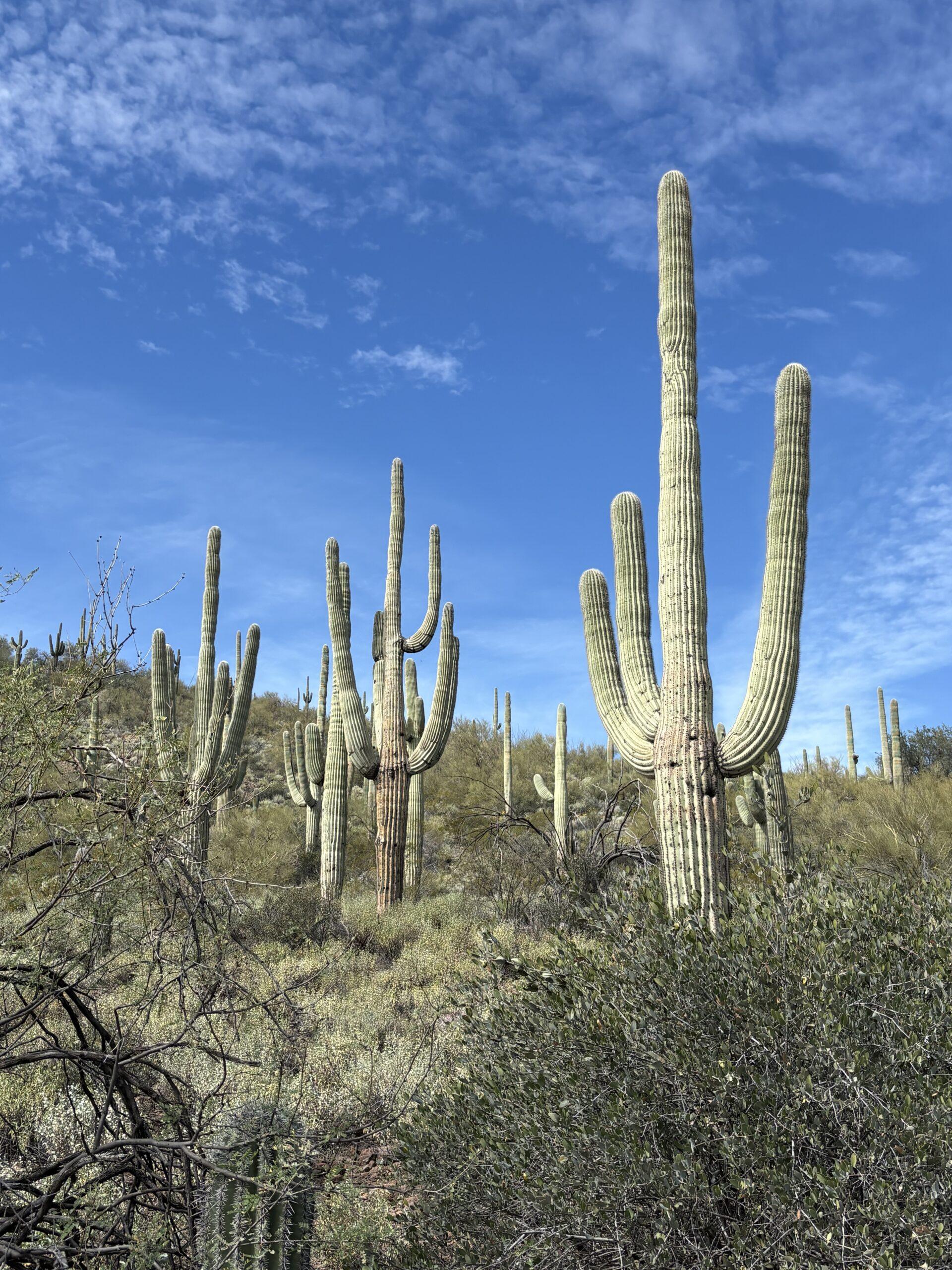 Spur Cross, Dragonfly, Boca Grande Loop